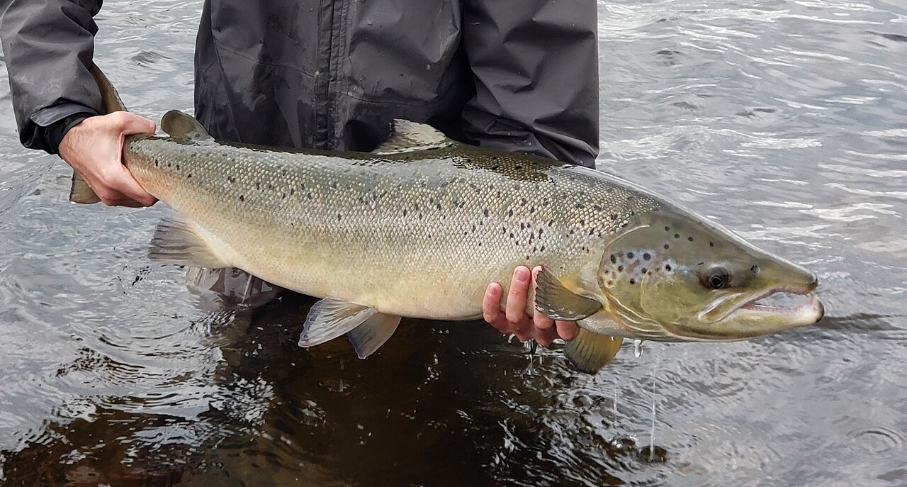 Photo of Atlantic Salmon (undefined) uploaded from iNaturalist.